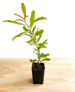 Pomegranate 'Wonderful' Tree (Punica Granatum) - 2.5 inch pot - Picture 1 of 2