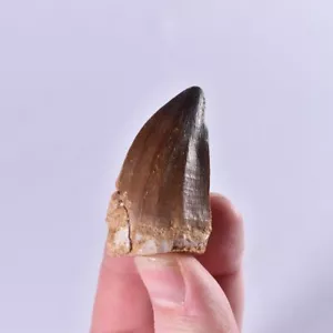 XL Fossil Mosasaurier Zahn - Dinosaurier Zahn - Kreidezeit - Marokko - Mosasaurus - Bild 1 von 6