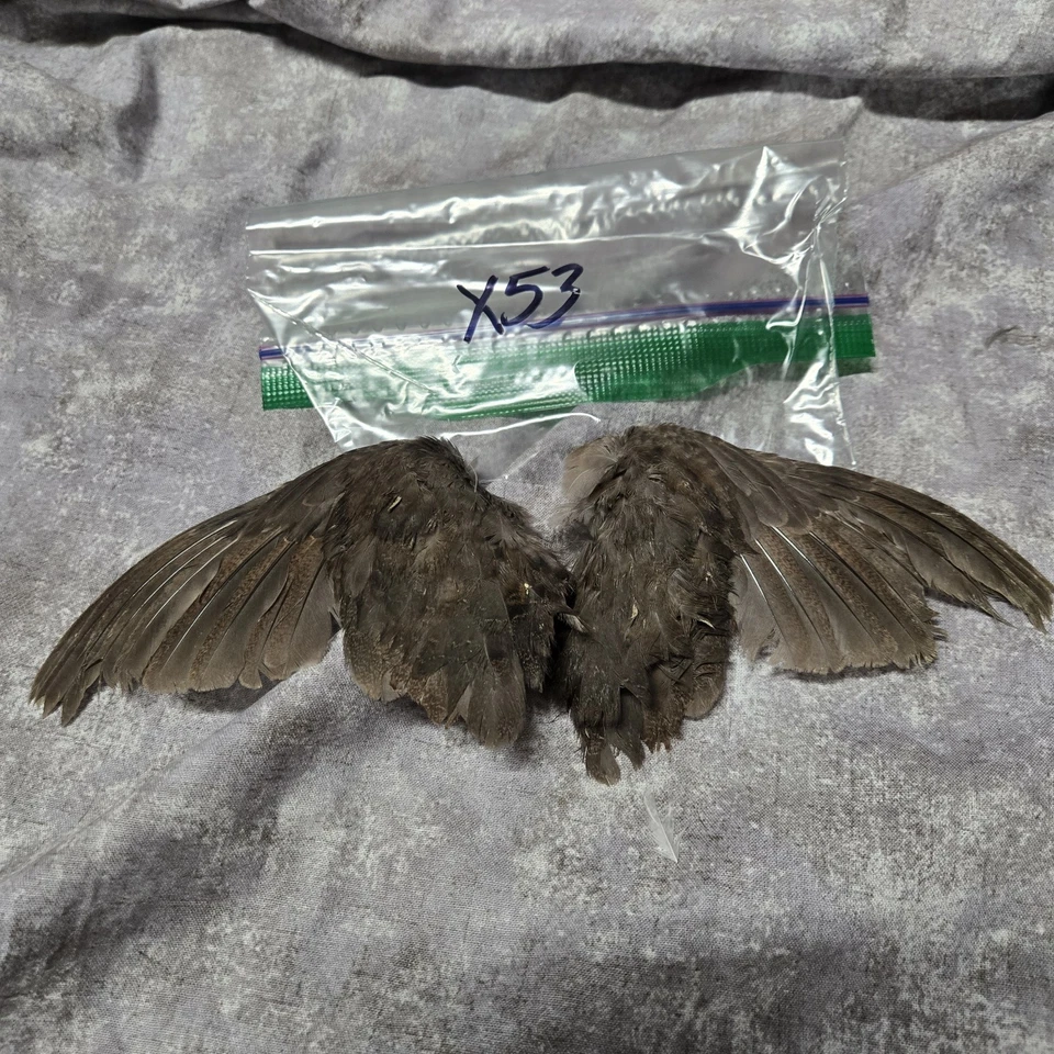 1 комплект перепелиных крыльев - x53 - Изображение 1 из 1