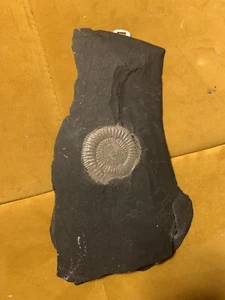 Dactylioceras Platte mit Ammoniten Fossilien. 28x 17x 2 cm, Wandaufhänger Fosil - Picture 1 of 9