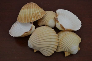 6 PCS YELLOW SCALLOP SHELL POLISHED BEACH CRAFT 2"- 3" #7947 - Bild 1 von 2