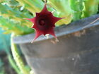 5 cuttings ORBEA VARIEGATA Starfish Carrion Stapelia Huernia succulent Plant