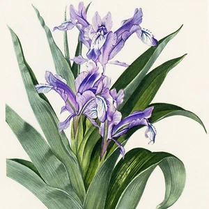Seltene 1948 Curtis Botanical Magazine Chromolithographie, IRIS SPURIA (blaue Iris) - Bild 1 von 5