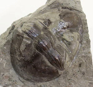 Trilobit, Pseudomegalaspis sp., Ordovizium, Fiskum, Kongsberg, Norwegen-k678 - Photo 1/7