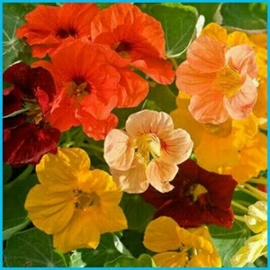 Tip Top Mix Dwarf Nasturtium Seeds You can eat the flowers - Comb.S/H - Picture 1 of 1