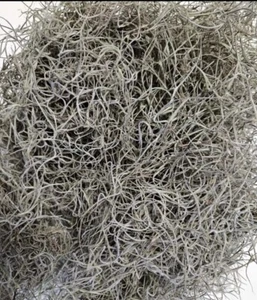 Dried Spanish Moss - Gallon Bag - Floral Decor, Arts & Crafts, Pet Bedding - Picture 1 of 1