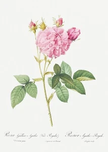 Agatha Rose Les Roses by Pierre Joseph Redouté Print Reproduction - Picture 1 of 2