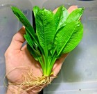 BUY 2 GET 1 FREE Echinodorus Rosette Sword Amazon Plant Live Aquarium Plants ✅