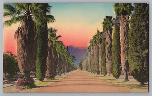 Hand Colored Palm Tree Drive Postcard - Picture 1 of 2