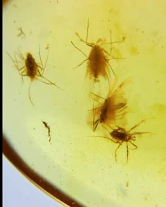 Fósil birmano Burmita Cretácico escala ámbar insecto nido fósil ámbar Myanmar - Imagen 1 de 7