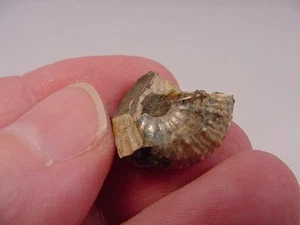(F-422-i) 5/8" Ammonite fossil ammonites extinct marine molluscs shell specimen - Picture 1 of 1