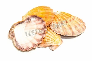 Plato náutico naranja pata de león vieira playa artesanal carcasa marina 41/2""- 51/2"" (4 piezas) - Imagen 1 de 4