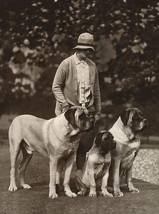 MASTIFF DAME UND IHRE HUNDE ALTES HUNDFOTO AUF GRUSSNOTIZKARTE - Bild 1 von 1