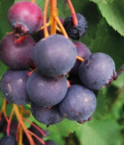 Felsenbirne Honeywood 2L - Die Früchte sind reich an Mineralien - Bild 1 von 4