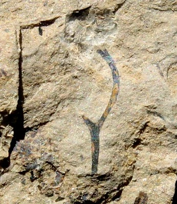 Cooksonia sp - Very nicely visible oldest Silurian fossil land plant - Image 1 of 4