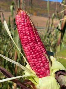 Rosa Xocoyul Rosado Masse Tlaxcala Atole süß Tamale Mais Mais 20 Samen Packung - Bild 1 von 2