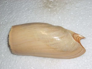 CYMBIUM CYMBIUM AMAZING - Picture 1 of 2