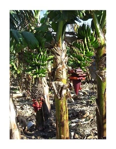 Indische Banane -Musa thomsonii- 10 frische Samen - Bild 1 von 1