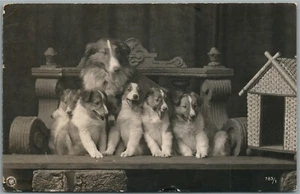 LASSSIE DOG w/ PUPPIES ANTIQUE REAL PHOTO POSTCARD RPPC - Picture 1 of 2
