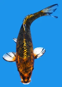Live koi fish 10-11" Brown Matsuba male Koibay - Picture 1 of 3