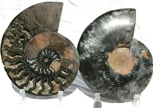 Dinosaur PAIR 1n100 BLACK Ammonite XXXLARGE 200mm 110myo FOSSIL 8.0" 1005ou - Picture 1 of 12
