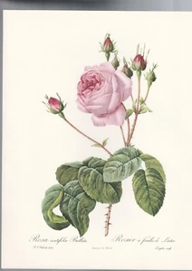 BOTANICAL PRINT , ROSES by P J REDOUTE , ROSA centifolia Bullata - Picture 1 of 1