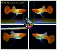 hikari usa tropical fancy guppy