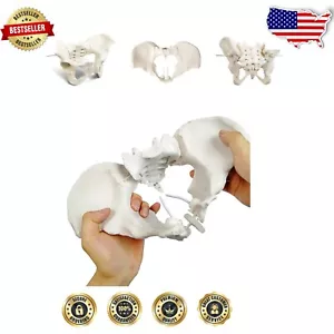 Life-Size Evotech Female Pelvis Model with Flexible Joints for Medical Education - Picture 1 of 7