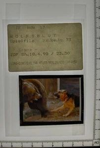 Filmdia Wolfsblut 1973 Mittelformat Slide 6x4,5cm L-S8 - Bild 1 von 1