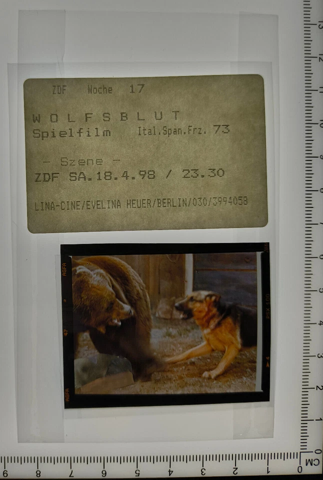 Filmdia Wolfsblut 1973 Mittelformat Slide 6x4,5cm L-S8 - Bild 1 von 1