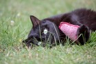 Katzen-Fotoshooting-Gutschein Köln+Umgebung NP 149,- inkl. Bilder-DVD Geschenk