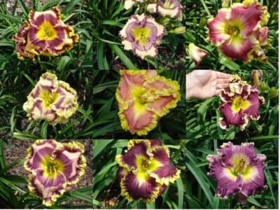 NENÚFARES MIXTOS DE MUY ALTA GAMA - (10) plantas de raíz desnuda  Foto 1 de 4