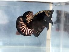 LIVE Betta Fish HMPK* Black Samurai Copper* (Imported)