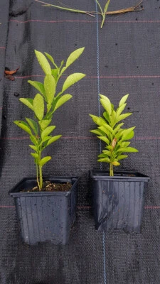 MONJARDINEXTRAORDINAIRE Citrus aurantium 'Gou Tou' (De semis) / Bigarade Gou Tou / Godet / Agrumes