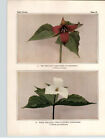 1934 Wildflower Book Plate Red Trillium, White Trillium & Wake Robin