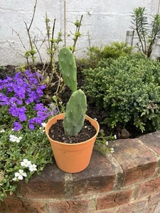 Opuntia Vulgaris Prickly Pear - Picture 1 of 1