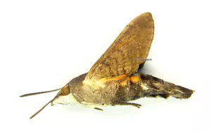 Unmounted Butterfly/Sphingidae - Macroglossum gyrans, FEMALE, Thailand - Imagen 1 de 1
