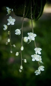 Chiloschista extinctoriformis weiße Miniaturorchidee PHYTO Zertifikat - Bild 1 von 5