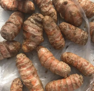 15 Fresh Turmeric Roots Curcuma Longa Ready To Plant - Picture 1 of 7
