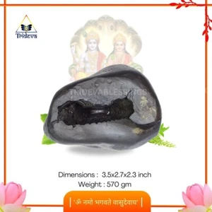 Adhbut Golden Sridhar Shaligram Shila - EBS14 - Bild 1 von 5