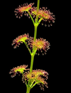 DROSERA STOLONIFERA - 10 Samen Fleischfressende Pflanze - Picture 1 of 1
