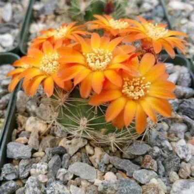 Rebutia weingartia trolli cactus Cacti Succulent real live plant - Image 1 of 4