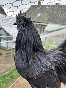 Huevos para incubar Ayam Cemani pollo infernal negro - Imagen 1 de 7