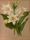 A4 Print Arendsen Arentine H Haarlems Flora 1872 Amazon Lily