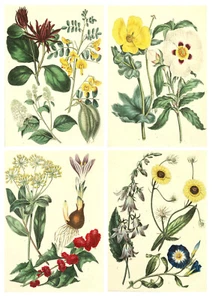 Stampe botaniche - Set di 4 stampe artistiche stile vintage - A4 senza cornice - Foto 1 di 5
