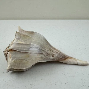Beautiful Large Lightning Whelk Shell 8-9" Beach Decor - Picture 1 of 10