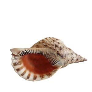 Triton's Trumpet Large Conch Shell Seashell 13” Long Beach House Decor - Picture 1 of 16