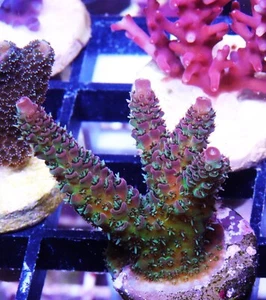 Bill Murray Acropora Zoanthids Paly Zoa SPS LPS Corals, WYSIWYG - Picture 1 of 1