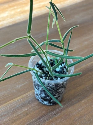 Mystery Hoya Cuttings Wax plants rare Qty 6 - Image 1 of 4