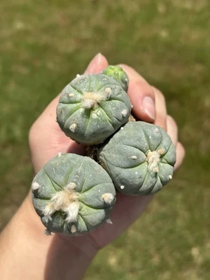 Ariocarpus Rare cactus succulents copiapoa live plant（multi head) seed grown - Image 1 of 4